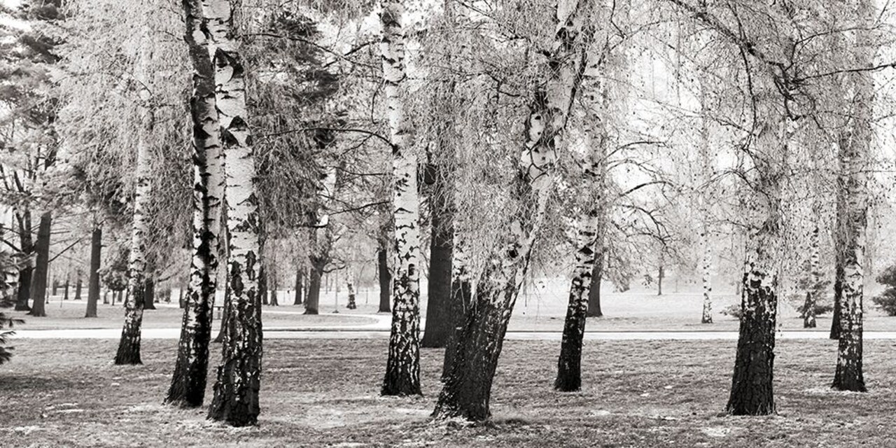 Birches in a Park Poster Print by Pangea Images - Item # VARPDX2AP4315